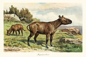 Hyracodon, utdött släkte av ponnyliknande däggdjur, Oligocene. ,1908 (Skriv ut) av Heinrich Harder