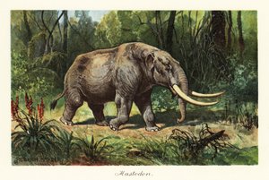 Mastodont av det utdöda släktet Mammuthus., 1908 (Tryck)