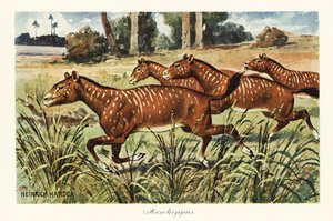 Mesohippus, utdött släkte av tidig häst., 1908 (Tryck)