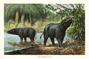 Moeritherium, utdöd släkt av snabel från eocen. ,1908 (tryckt)