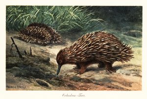 Kortnäbbad echidna, Tachyglossus aculeatus, söker föda. av Heinrich Harder