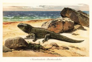 Sårbar tuatara, Sphenodon punctatus, på stranden. av Heinrich Harder
