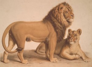 Lejonet / Felis Leo av Heinrich Leutemann