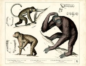 Människoapor: Orangutang, schimpans och guenon av Heinrich Leutemann