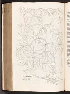 BT3.26.5 s.370 Zucchini, illustration från The history of racial commentaries av Leonhart Fuchs, 1542