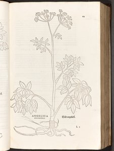 BT3.267.5 s.125 Wild Angelica, illustration från The history of racial commentaries av Leonhart Fuchs, 1542