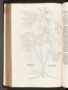 BT3.267.5 s.311 Paeony, illustration från The history of racial commentaries av Leonhart Fuchs, 1542