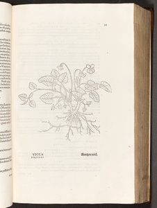 BT3.267.5 s.311 Violet, illustration från The history of racism av Leonhart Fuchs, 1542