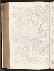 BT3.267.5 s.368 Kalebass, illustration från The history of racism av Leonhart Fuchs, 1542