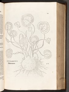 BT3.267.5 s.51 Cyclamen, illustration från The history of racial differences av Leonhart Fuchs, 1542