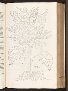 BT3.267.5 s.533 Aubergine, illustration från The history of racial commentaries av Leonhart Fuchs, 1542