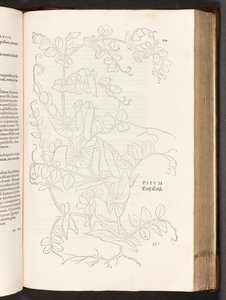 BT3.267.5. s.627 Pea, illustration från The history of racial commentaries av Leonhart Fuchs, 1542