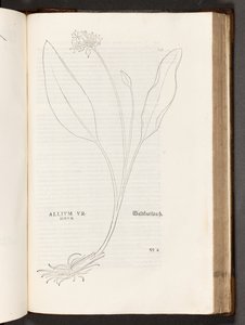 BT3.267.5 s.739 Allium, illustration från The history of racism av Leonhart Fuchs, 1542