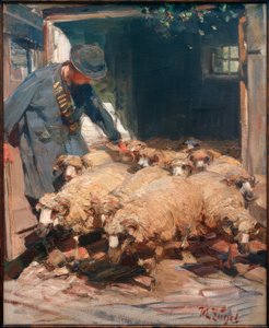 Shepherd släpper ut får ur stallet