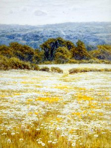 Oxeye Daisies, nära Westerham, Kent (akvarell på papper) av Helen Allingham