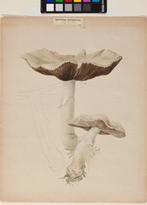 Agaricus Augustus av Helen Beatrix Potter