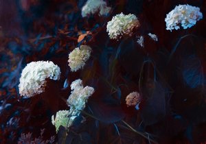 I det bleka månskenet, 2019 av Helen White