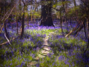 Light-Dappled Bluebells, 2021 (digital målning)