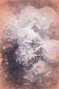 Pastel Hydrangeas, 2018, swed av Helen White