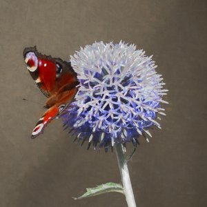 Påfågel på blå tistel, 2018 av Helen White