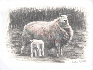 Proud, 2016, (pennteckning) av Helen White