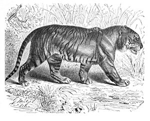 Bengal Tiger, c1900 av Helena J. Maguire