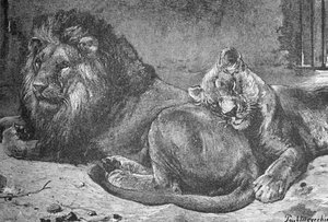 Lejon och lejoninna, c1900