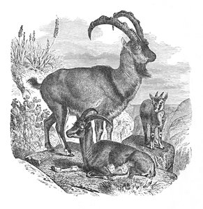 Persiska vildgetter, c1900