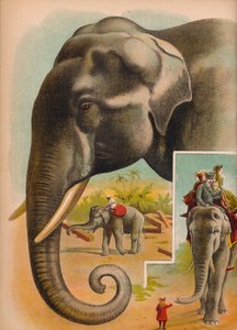 Elefanten, c1900