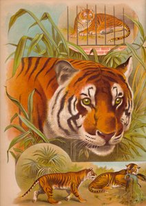 Tigern, c1900 av Helena J. Maguire