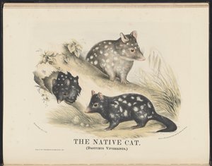 Däggdjur i Australien (Krefft) Nla.obj-33627803-14 The Native Cat av Helena Scott