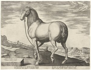 Häst från Korsika Corsvs (titel på objekt) Hästaraser från Royal Stables of Don Juan of Austria (serietitel) Equile Ioannis Austriaci Caroli (serietitel) av Hendrick Goltzius (possibly)