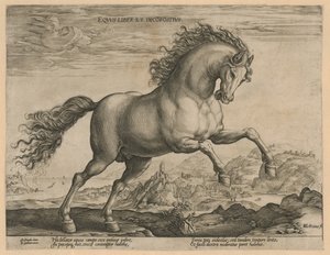 vildhäst Eqvvs liber et incompǒsitvs (titel på objekt) Hästaraser från Royal Stables of Don Juan of Austria (serietitel) av Hendrick Goltzius