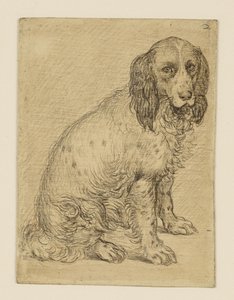 Sittande drentsk patrijshund av Hendrick Goltzius