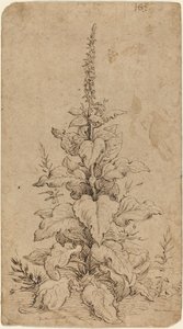 En Foxglove i blom av Hendrik Goltzius