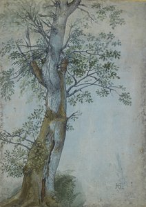 Study of a Tree, 1597-99 (penna i mörkbrunt bläck, pensel i wc & kroppsfärg, förhöjd med vitt på blått papper) av Hendrik Goltzius