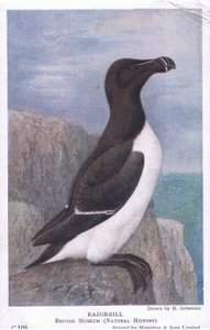 Razorbill, vykort, 1930-tal av Hendrik Gronvold
