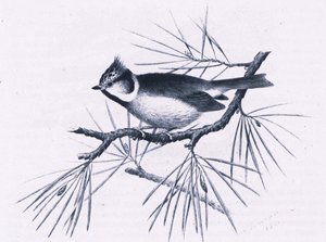 Scottish Crested Tits, Nature in Britain publicerad av Collins, 1946