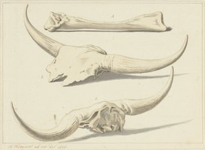 Fossila ben av en uroxa, hittades under översvämningen, 1809