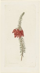 Blommor (Erica Mammosa)