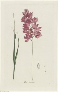 Ixia patens Farfar Ixia aristata (titel på objekt)