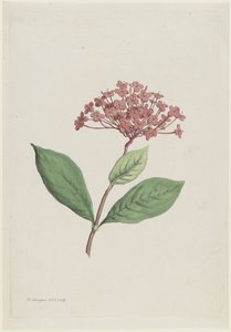 Påfågelkörsbär (Ixora coccinea)