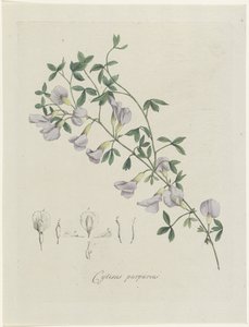 En lila braxen Purple Cytisus (titel på objekt)