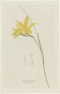 Svärdlilja (Gladiolus carinatus Aiton) Gladiolus tenellus var. flore majore (titel på objekt)
