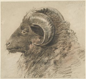 Huvudet på en bagge, tittar åt vänster, sidovy av Hendrik Stokvisch
