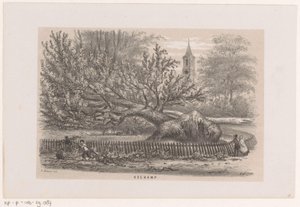 Fallet träd nära Koekamp, ​​​​efter stormen den 28 maj 1860 Koekamp (titel på objekt) Album med tio litograferade skisser, föreställande Toneelen van de Verwoesting, påverkad av stormen den 28 maj 1860 i 