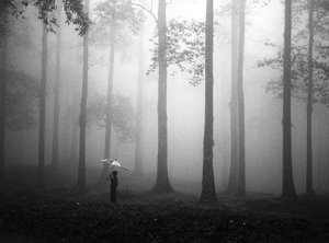 Misty Woods-paraply