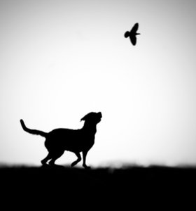 Lekfull hund och fågel i silhuett