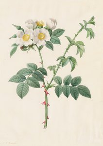 Brier Bush Rose eller Dog Rose Rosa Leucantha, 1817-1824. av Pierre Joseph Redouté