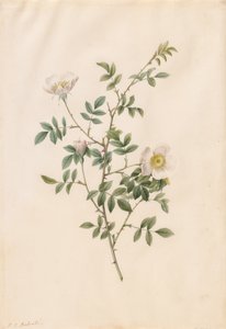 Brier Bush Rose eller Dog Rose Rosa Sepium Rosea, 1817-1824. av Pierre Joseph Redouté